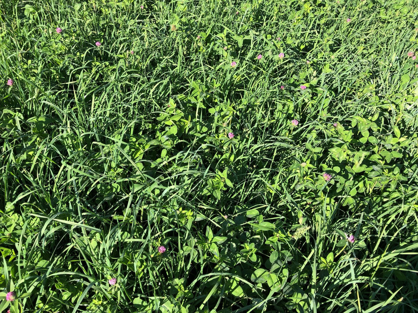 Pasture Perfect Midwestern Grazer Mix