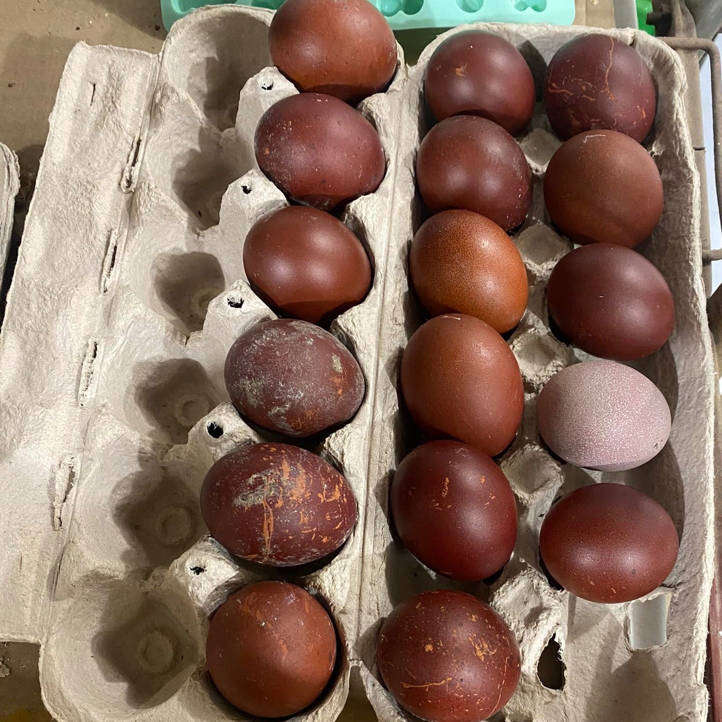 Black Copper / Blue Copper Marans