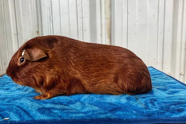 Guinea Pig Omega Plus Pellet
