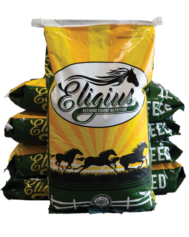 Eligius 16% Growing Horse (Special Order)