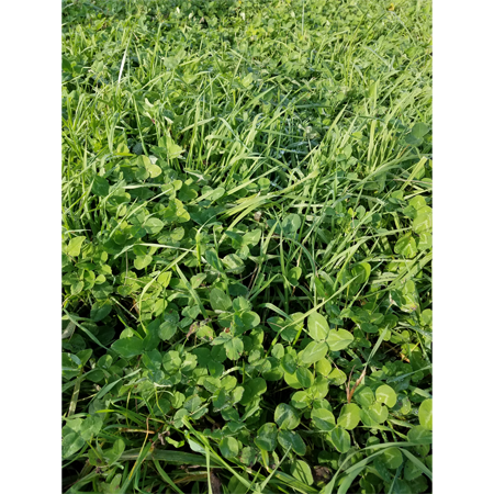 Enduro Plus Baler Mix