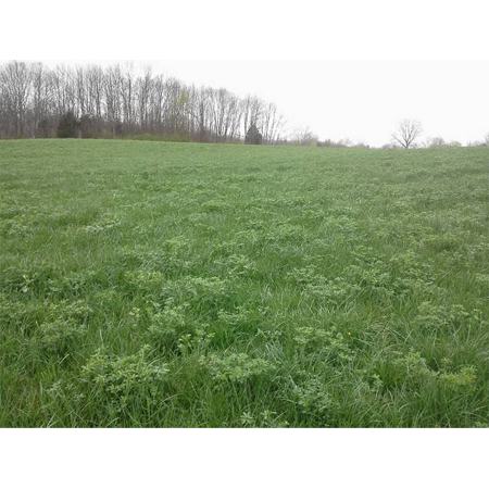 Enduro Plus Horse Hay Mix