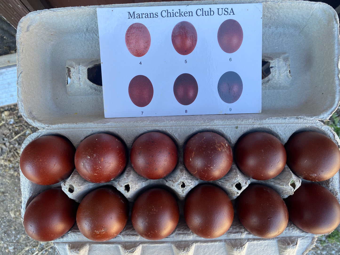 Black Copper / Blue Copper Marans