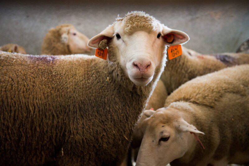 RSG 16% Complete Lactation Feed
