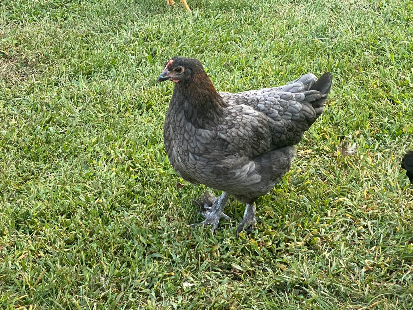 Black Copper / Blue Copper Marans