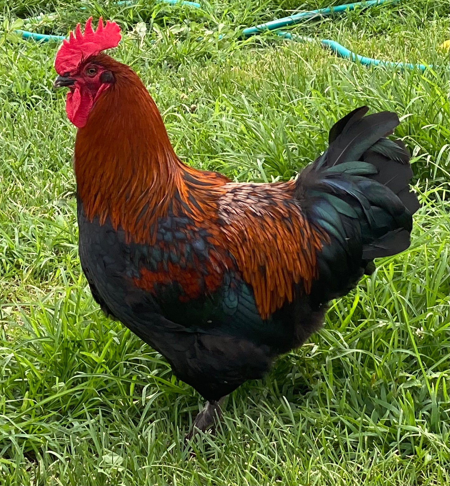 Black Copper / Blue Copper Marans