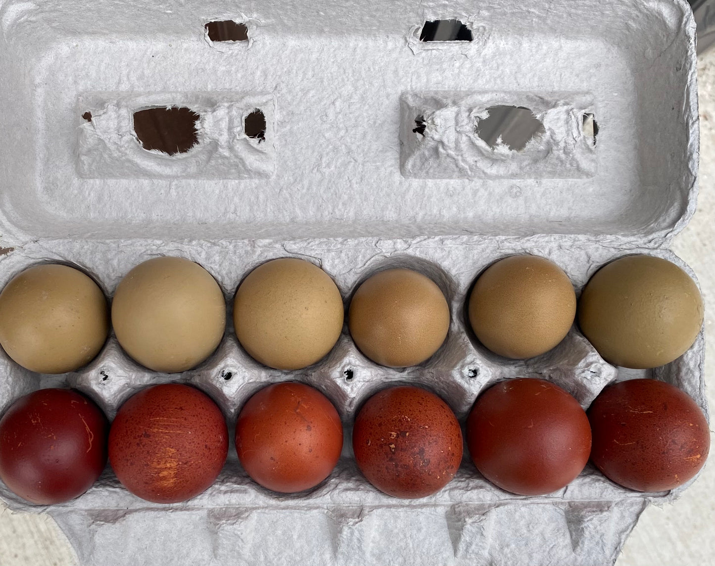 Mixed Dozen - BCM & Olive Eggers