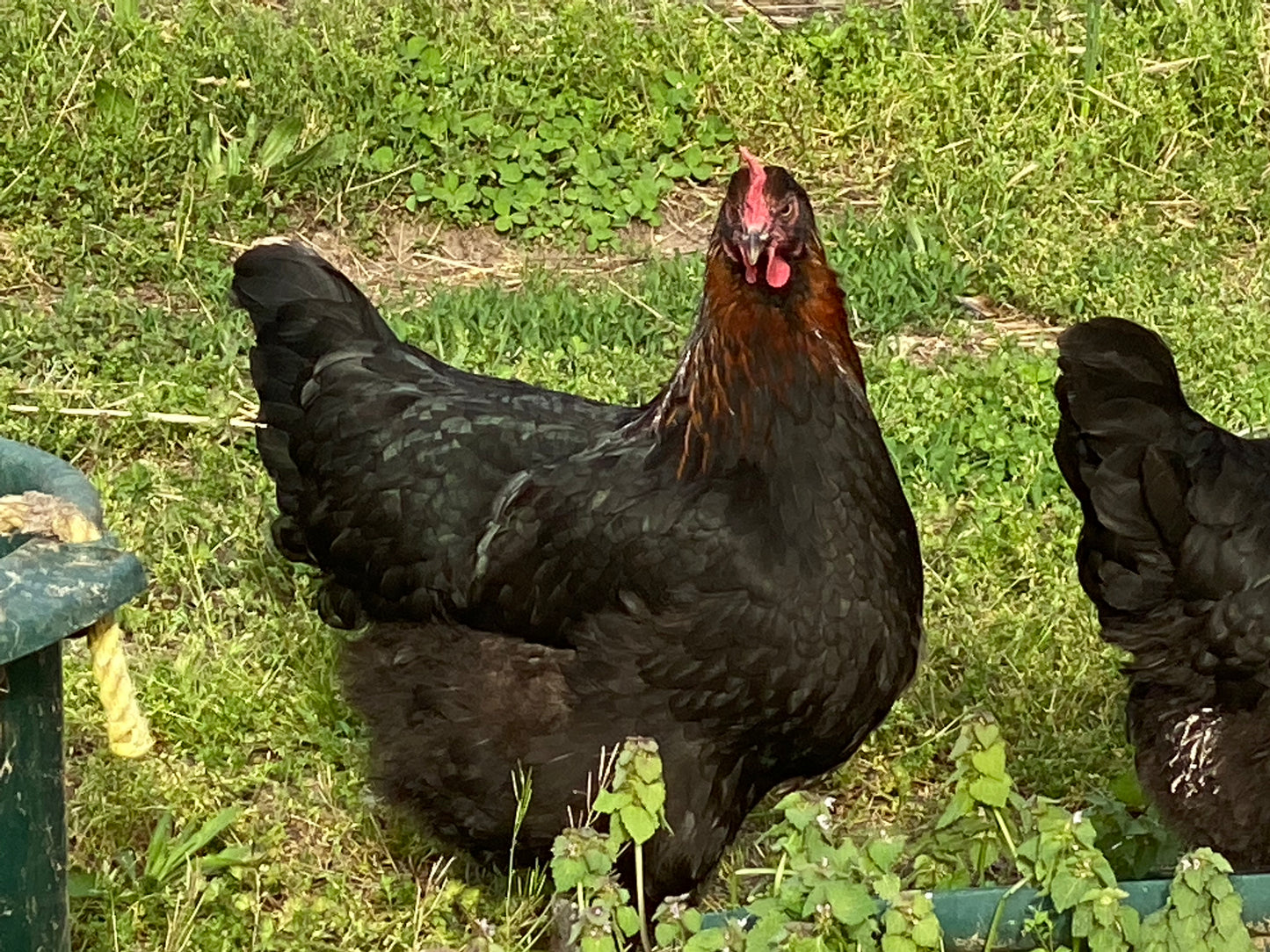 Black Copper / Blue Copper Marans