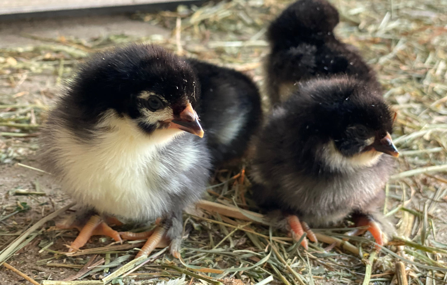 Black Copper / Blue Copper Marans