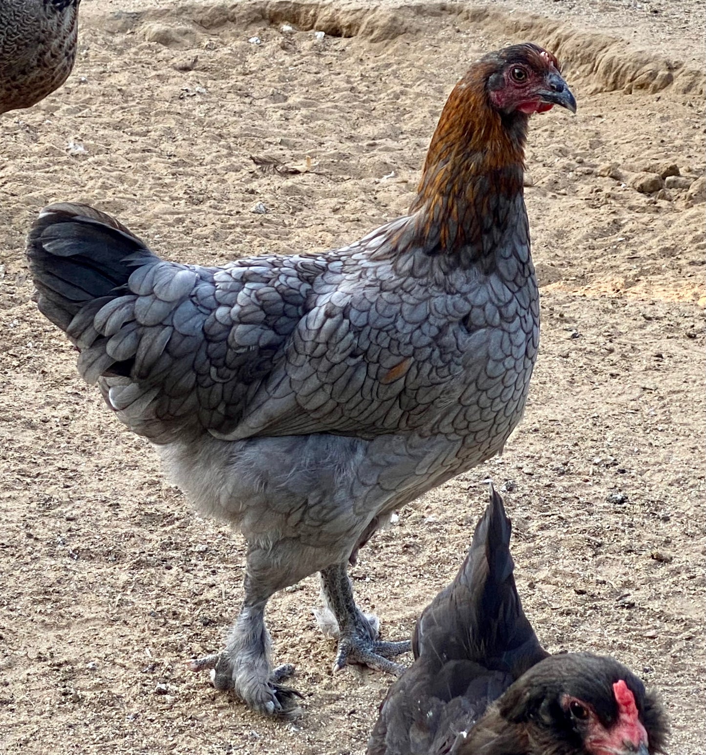 Black Copper / Blue Copper Marans