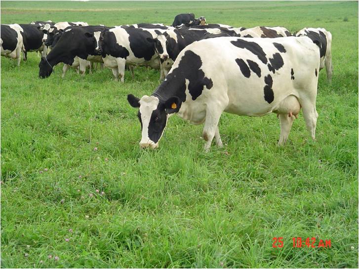 Pasture Perfect Midwestern Grazer Mix