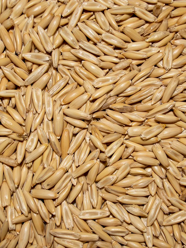 Race Horse Oats
