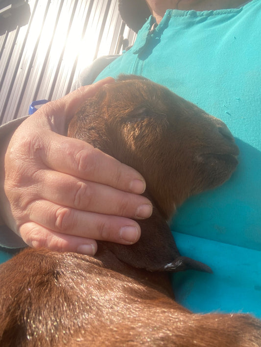 Entropian Eyelid in Goat Kid