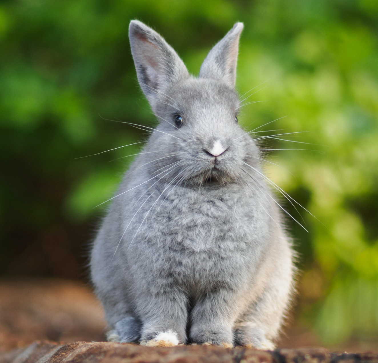 Rabbit and Cavy Feed – RR Farm and Feed