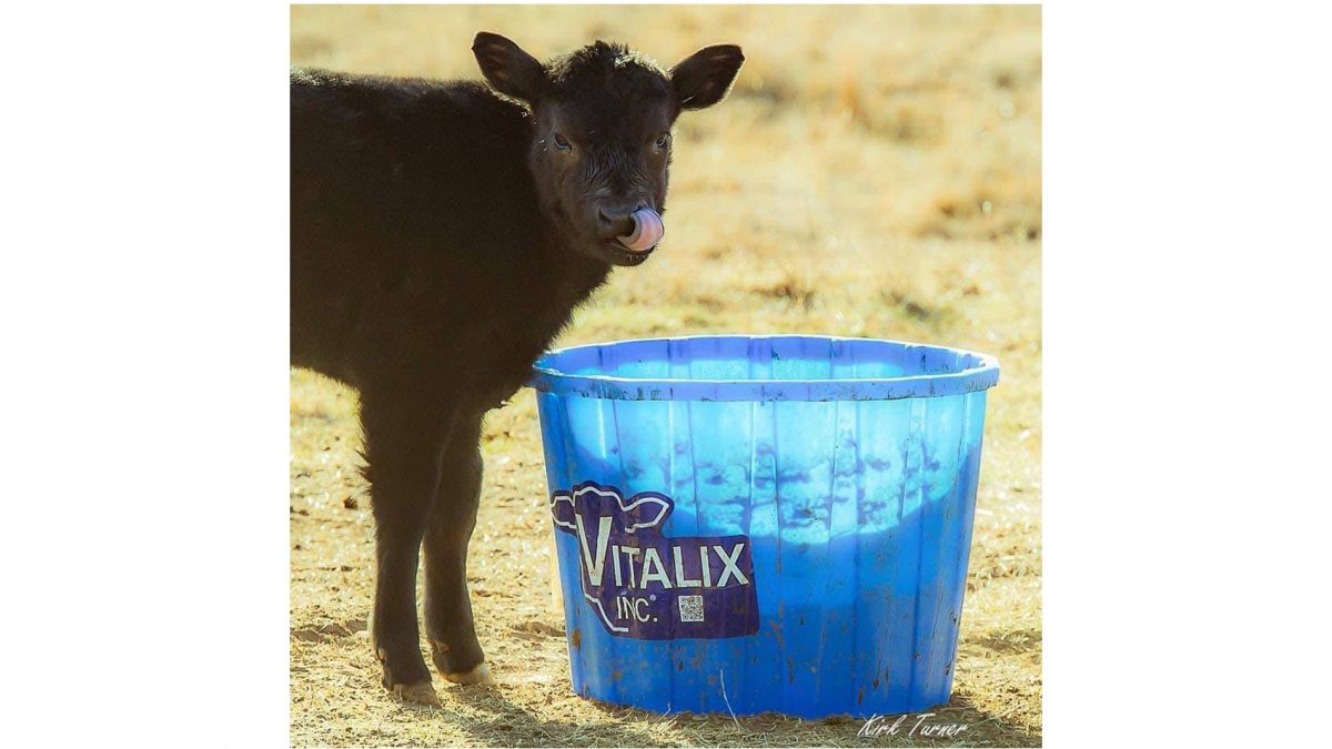 Vitalix #10 Breedback Tub 250 lb