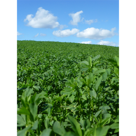 Enduro 420 HD Alfalfa - Highly Digestible