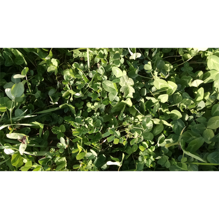 Enduro Plus Hay and Graze Clover Mix