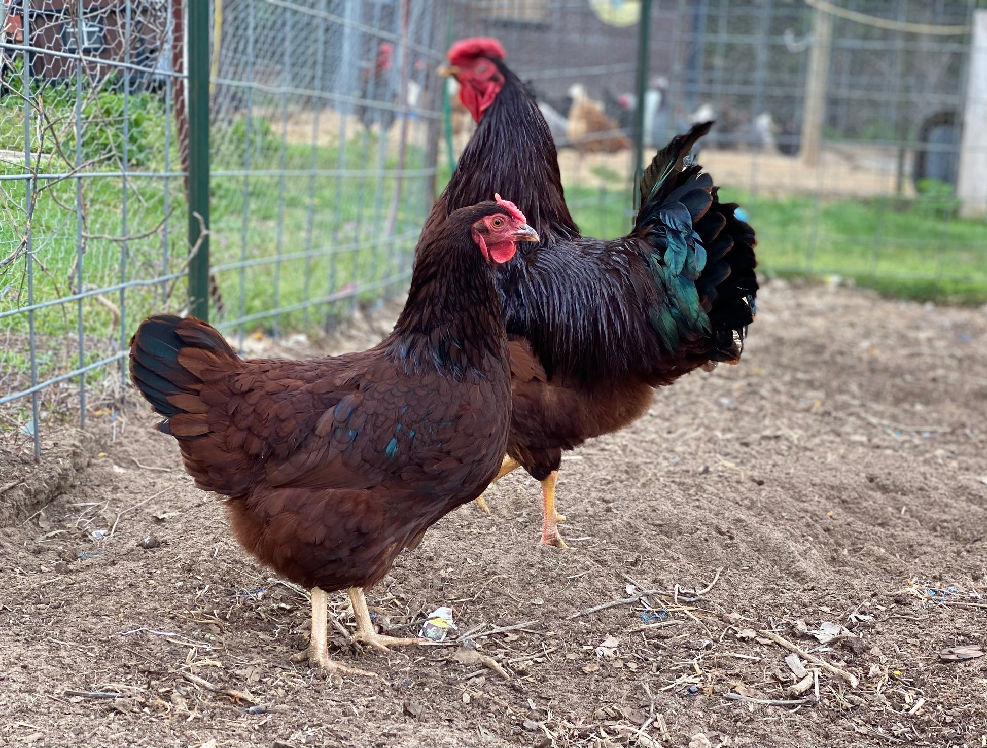 Heritage Rhode Island Red – RR Farm and Feed
